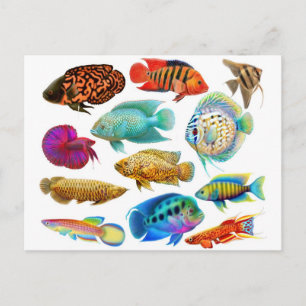 Freshwater Tropical Fish 2011 Pocket Calendar Postcard