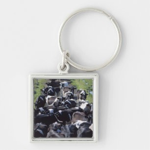 Fresian Dairy Cows, Awaiting Milking, Co Laois, Keychain