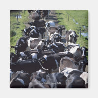 Fresian Dairy Cows, Awaiting Milking, Co Laois,