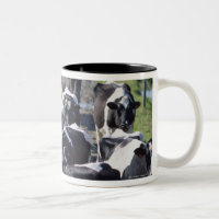 Fresian Dairy Cows, Awaiting Milking, Co Laois,