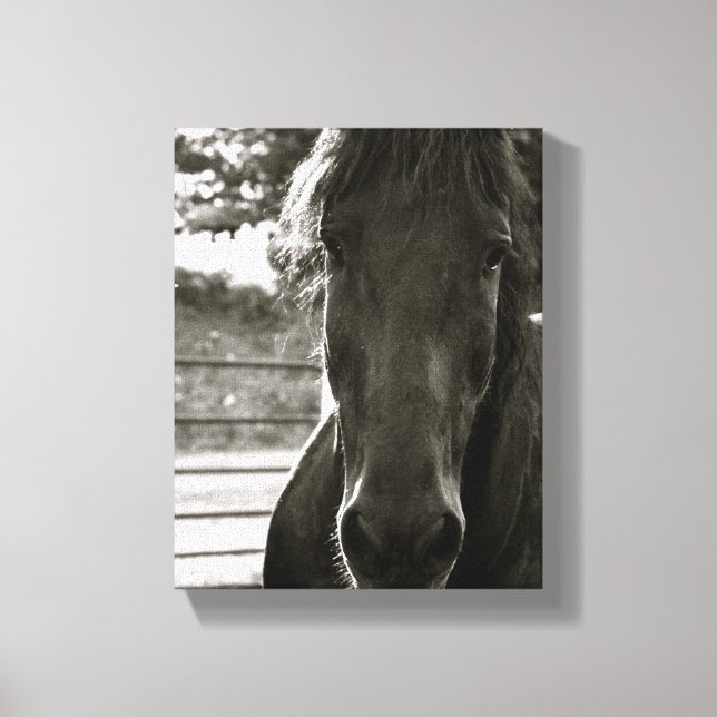 Fresian Horse Photo Canvas Print (Front)