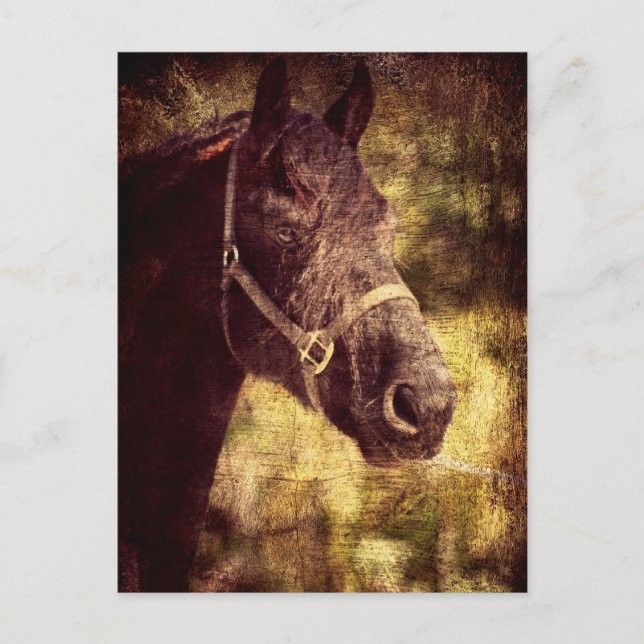 Fresian Horse Postcard (Front)