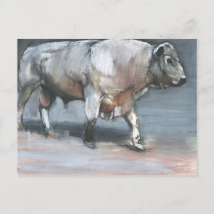 Fresno Galloway Bull Postcard