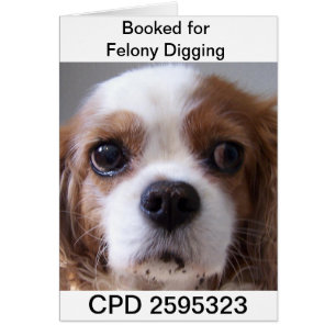 Fridays Mug Shot