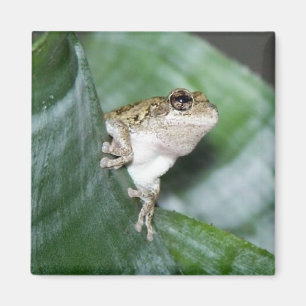'Fridge Frog Magnet