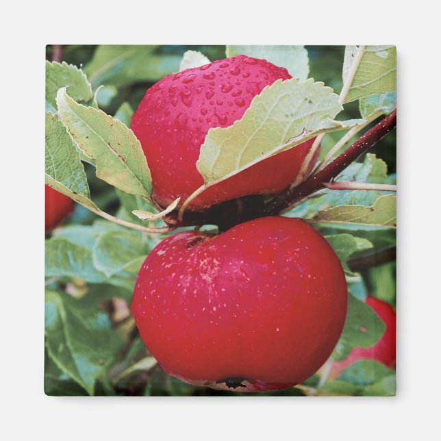 Fridge Magnet Apples (Front)