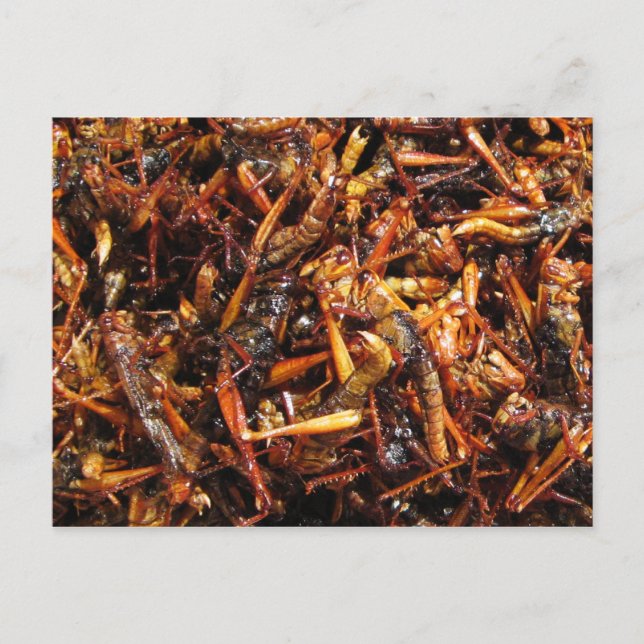 Fried Grasshopper (Takkataen Thot) Asian Food Postcard (Front)