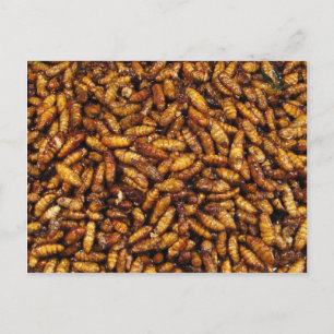 Fried Silk Worms ... Thai Street Food Postcard