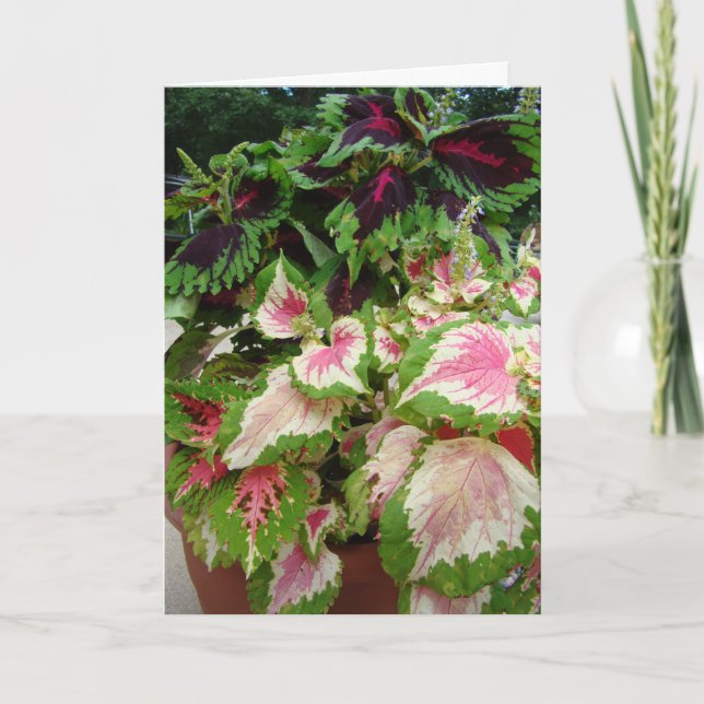 Friend/Thinking of you, Coleus With Pink Card (Front)