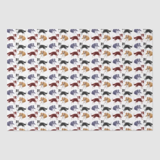 Friendly Border Collie Dogs Tissue Paper (Front)