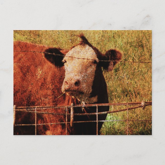 Friendly Cow Postcard (Front)