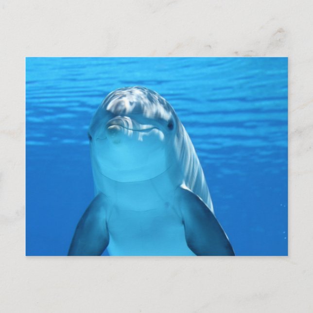 Friendly Dolphin Photo Postcard (Front)