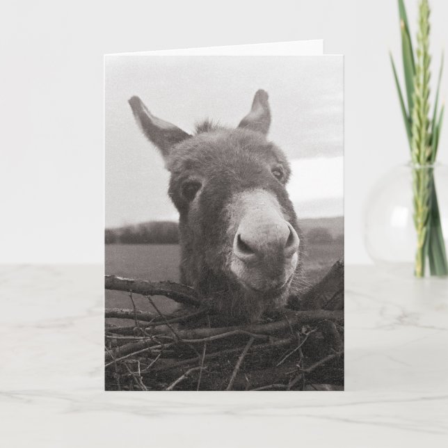Friendly Donkey - Vintage Photo Card (Front)