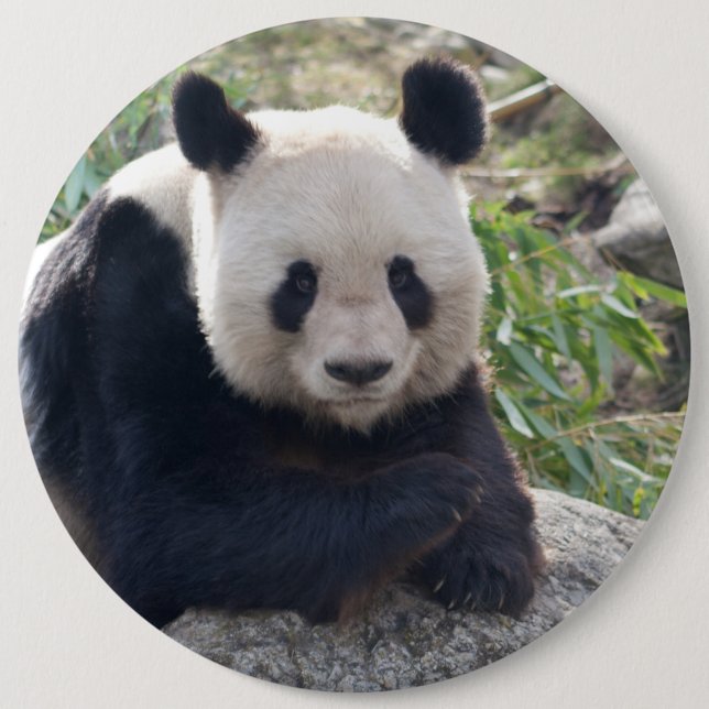 Friendly Giant Panda 6 Inch Round Button (Front)