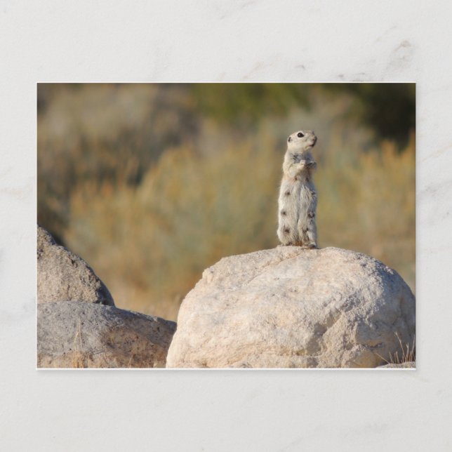 Friendly Greetings Postcard (Front)