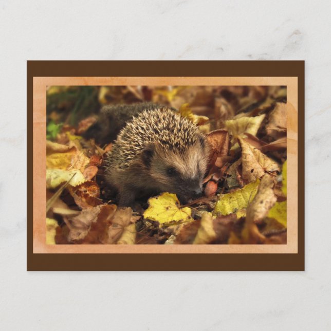 Friendly Hedgehog Postcard (Front)