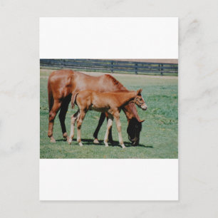 FRIENDLY HORSES POSTCARD