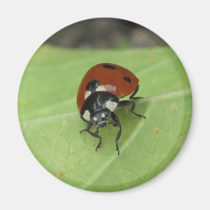 Friendly Ladybug Magnet