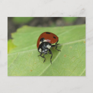Friendly Ladybug Postcard