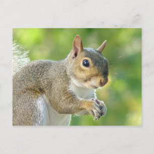 Friendly Little Squirrel Postcard