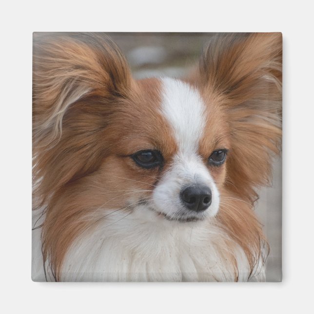 Friendly Papillon Puppy Dog Magnet (Front)
