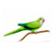 Friendly Quaker Monk Parrot Print