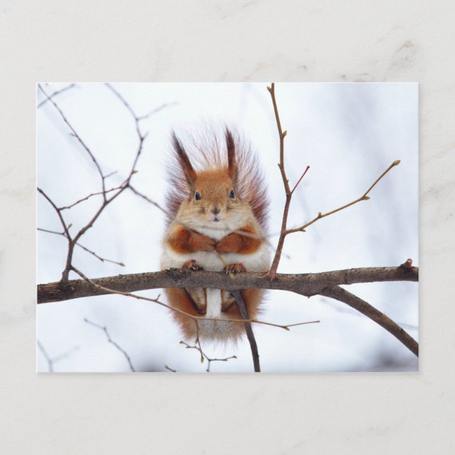 Friendly Red Squirrel Postcard (Front)