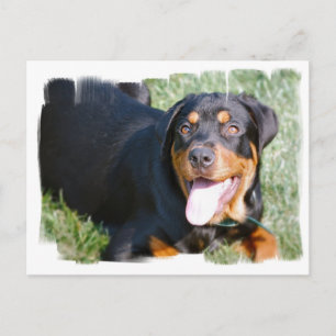 Friendly Rottweiler Postcard