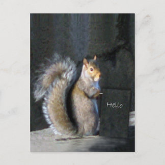 Friendly Squirrel Postcard