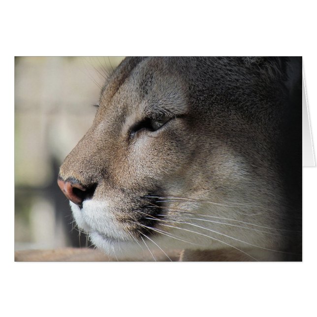 Friends as Great As You - Cougar Card (Front Horizontal)