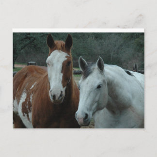 Friends of a different colour postcard