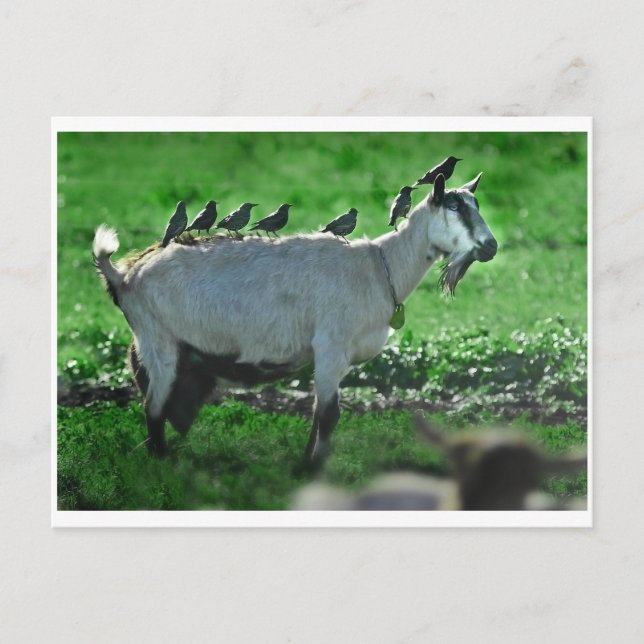 Friends Postcard (Front)