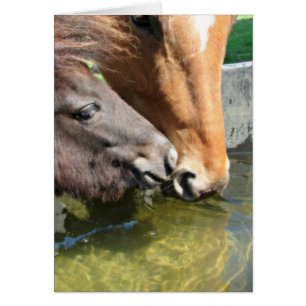 Friends Share A Drink Horses