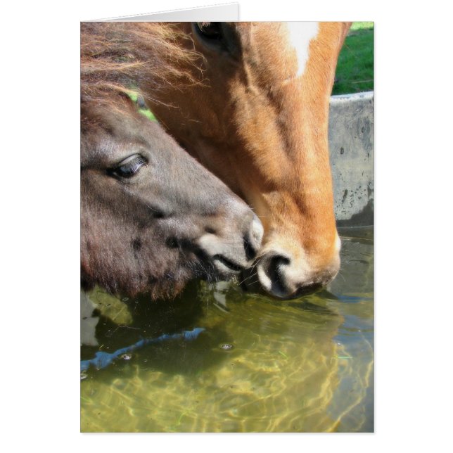 Friends Share A Drink Horses (Front)