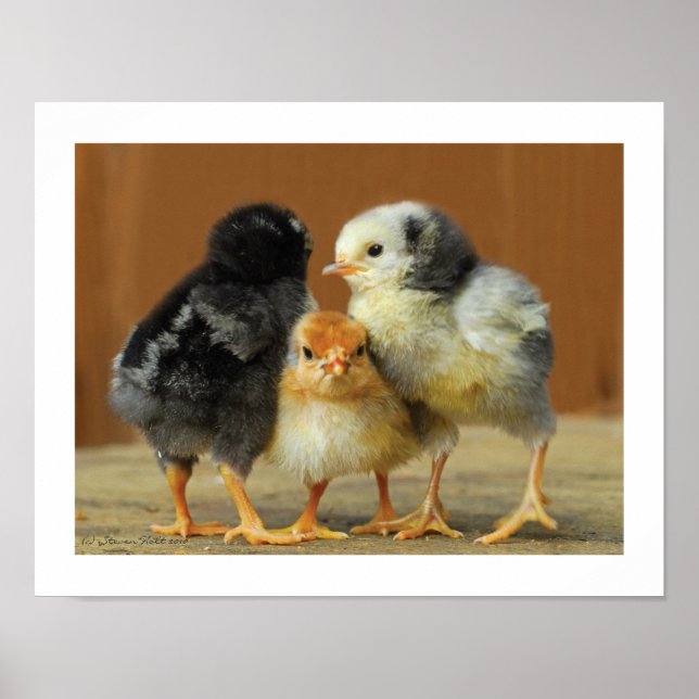 Friends Stick Together - Huddling Little Chicks Poster (Front)