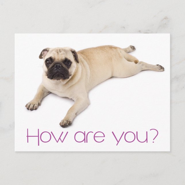 Friendship Hello Pug Puppy Dog Greeting Postcard (Front)