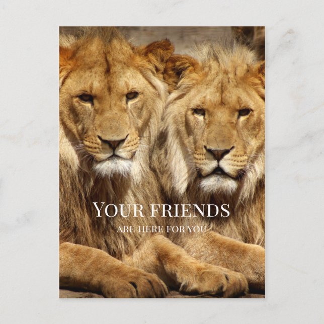 Friendship Lions Get Well Soon Postcard (Front)