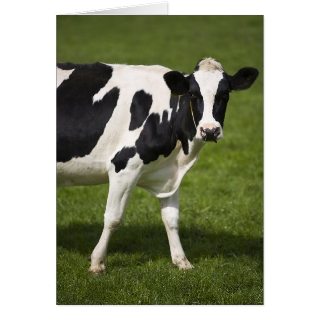 Friesian cow (Front)