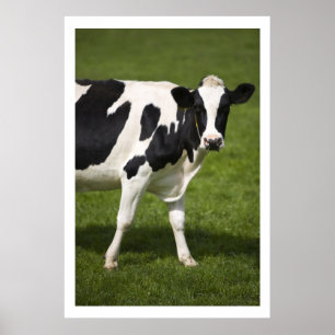 Friesian cow poster