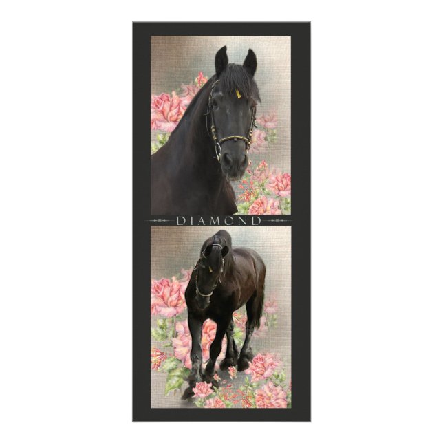 Friesian DIAMOND - Rack / Postcard Card (Front)