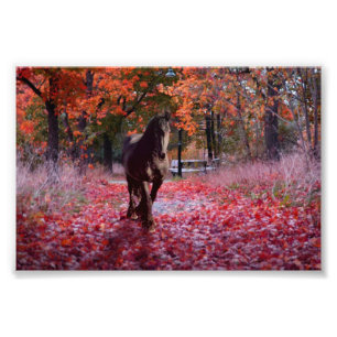 Friesian DIAMOND VIII - Photo Print