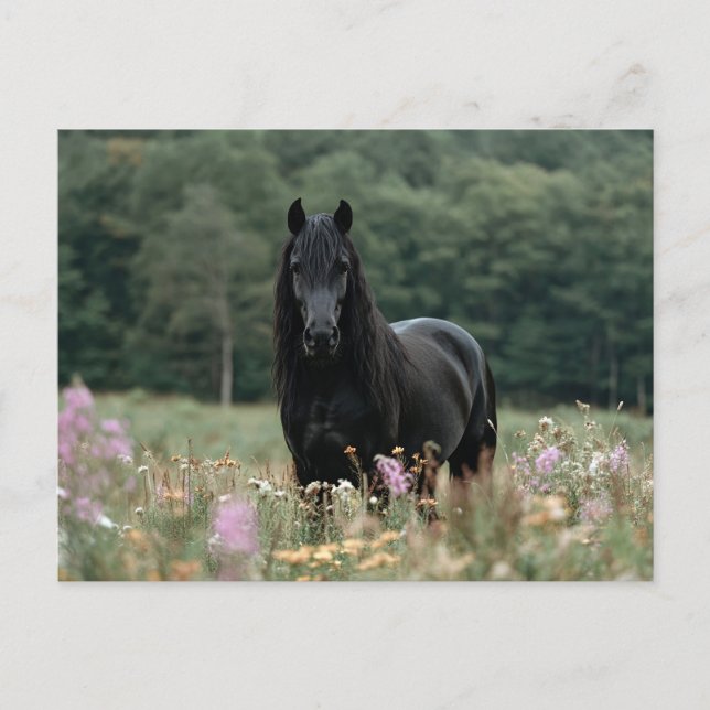 Friesian Horse in a Wildflower Field Postcard (Front)