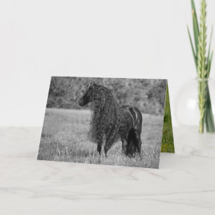 Friesian Horse Looks - Horse Greeting Card