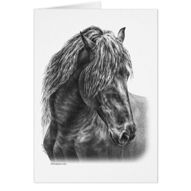 Friesian Horse Portrait Wavy Mane (Front)