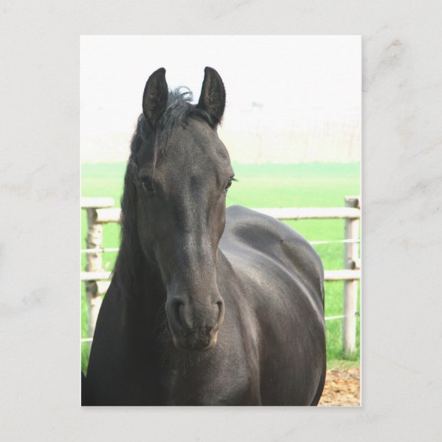 Friesian Horse Postcard (Front)