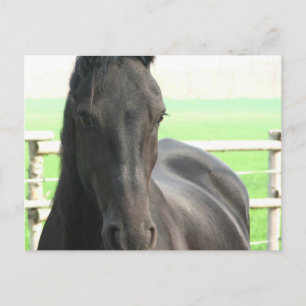 Friesian Horse Postcard