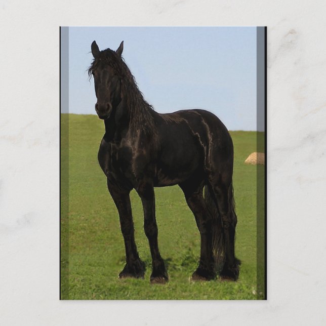 Friesian Horse Postcards #9 (Front)
