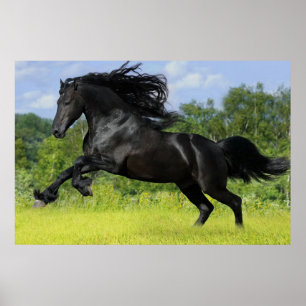 Friesian horse poster
