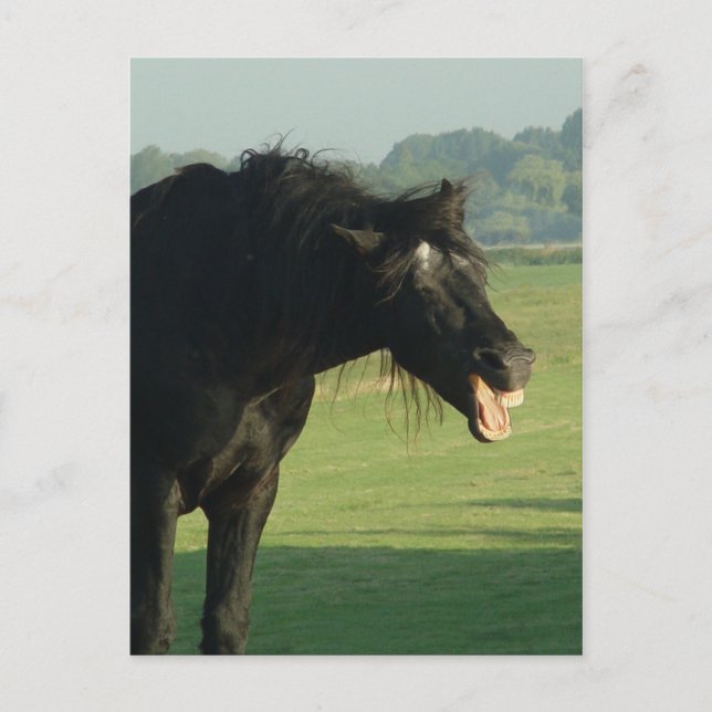 Friesian Horse Yawning Postcard (Front)