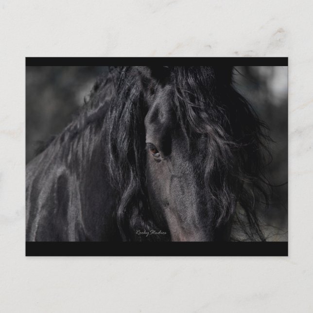 Friesian Image Postcard (Front)